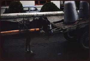 Donkey cart at creamery, Castleisland