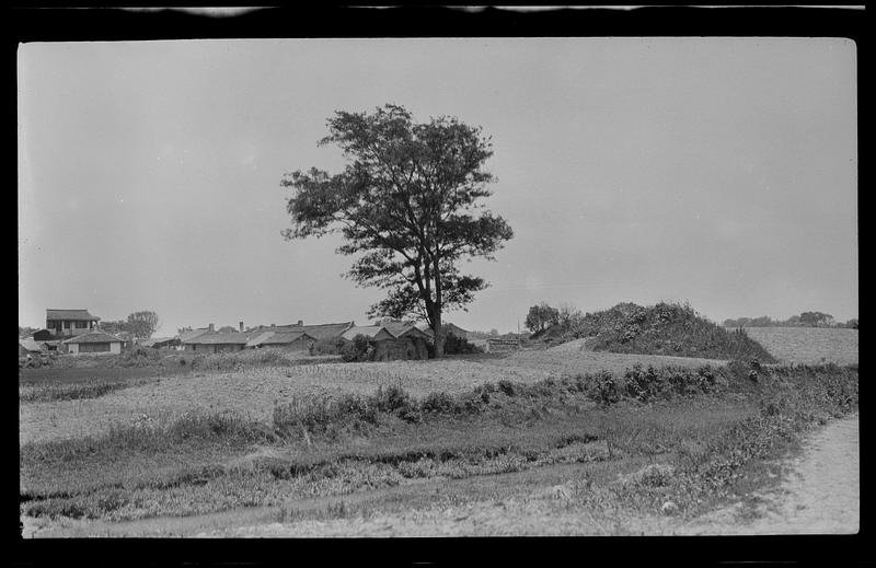 Large tree with low buildings behind it