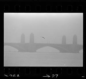 A seagull flies in mist over the Longfellow Bridge, Boston