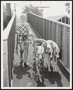 Patti's Pups - Patti Ferkal, 12, shows greyhounds Loco, Unser and Gentle Rock to starting gate at Topsfield Fair. Racing will be held nightly Sept. 7-12. Patti is daughter of trainer George Ferkal.