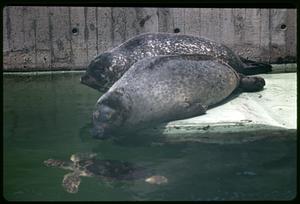 Two harbor seals looking at a turtle in the water