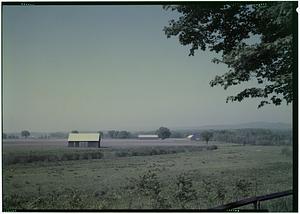 Tobacco fields in summer, Deerfield