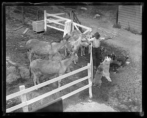 Donkeys and dogs at the Animal Rescue League