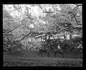 Two riders on horseback, cherry blossoms in foreground