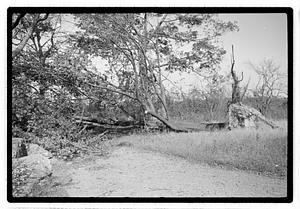 Uprooted tree