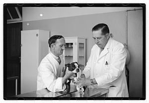 Dr. Dailey Angell Memorial Animal Hospital