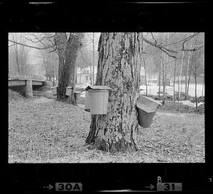 Sap buckets on maple trees, Boston
