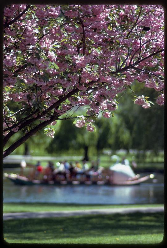 Magnolia blossoms and Swan Boat, Boston Public Garden
