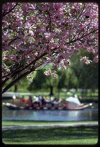 Magnolia blossoms and Swan Boat, Boston Public Garden