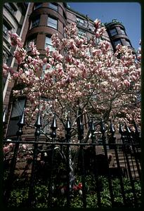 Springtime magnolia blossoms on lower Commonwealth Avenue, Back Bay