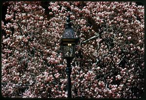 Springtime magnolia blossoms and gaslamp on Newbury Street, Back Bay
