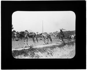 Mules being used for transport