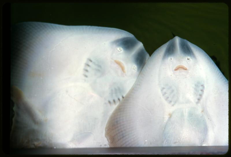 Two manta rays