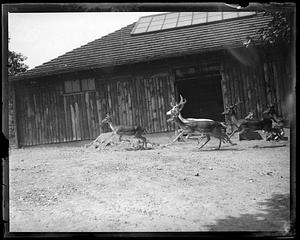A group of deer running