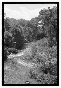 Trees by a river