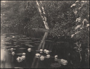 Water lilies in Baldwin’s Pond
