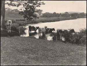 Cows in Baldwin Pond