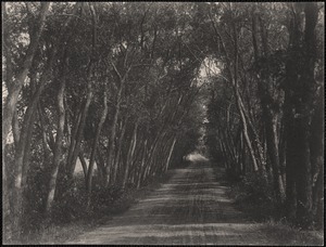 Willows at Bullard’s Brook