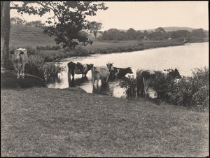 Cows in Baldwin’s Pond
