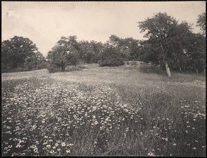 The old orchard in June