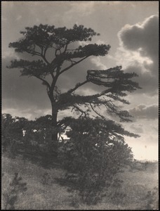 Old Chinese pine