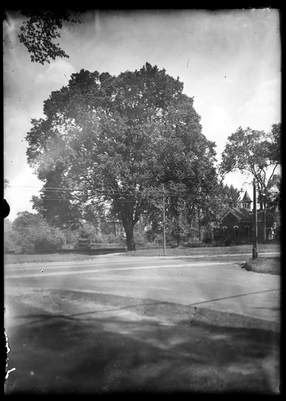 Near town office, ash tree