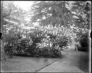 Buckeye shrubs at E. Brewer place