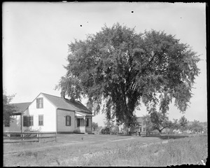 Davis house + Elm tree