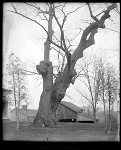 Old oak tree opposite A Colton house
