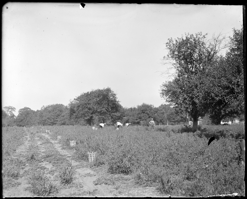 Picking tomatoes, Kemptons