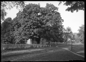 Cemetery gates and maple tree