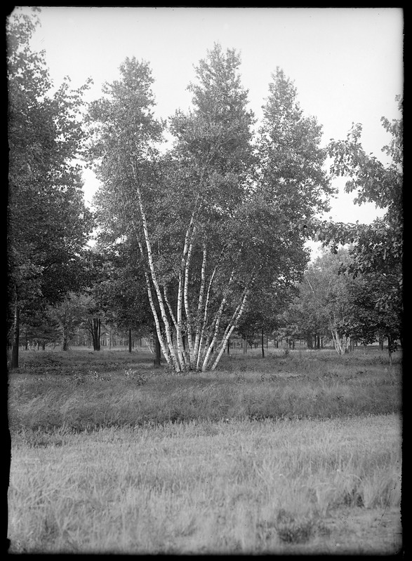 11 white birches, S. P. Terrace