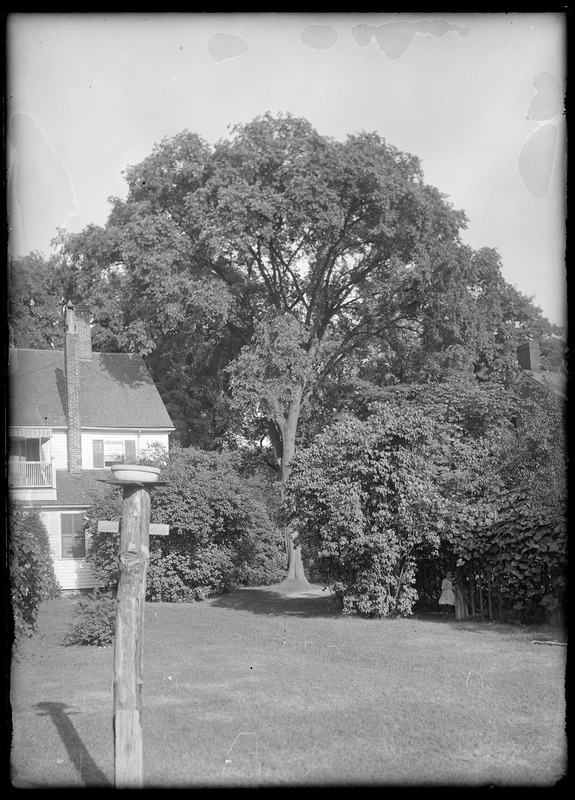 Elm, Miss M. Goldthwaite tree