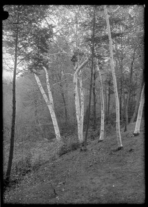 Forest Park, birches