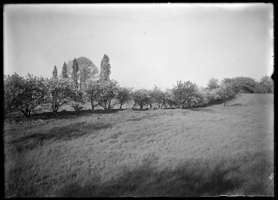 Quince bushes in bloom MHE