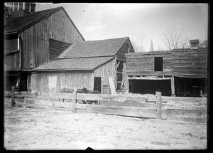 Barns, cows, J. Colton place