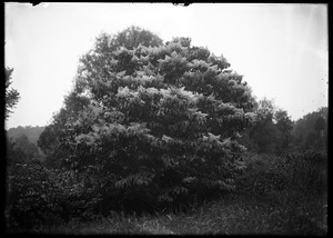 Tree near brook, Forest Park #1
