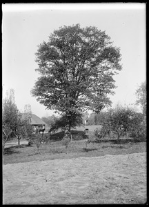 Oak tree Ely St. near Leete's barn