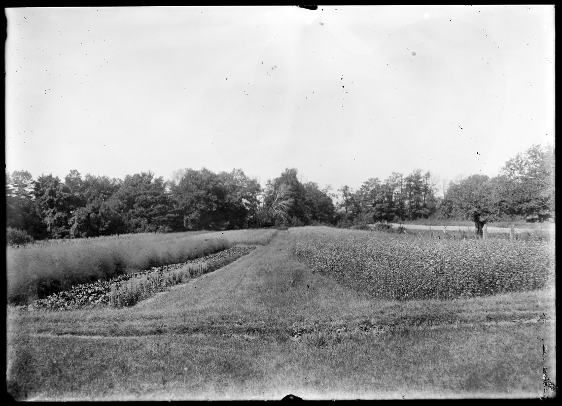 Buckwheat field