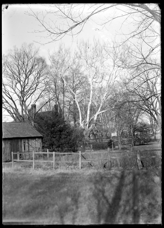 Buttonwood tree, Cooley's place 45 p.m. Digital Commonwealth