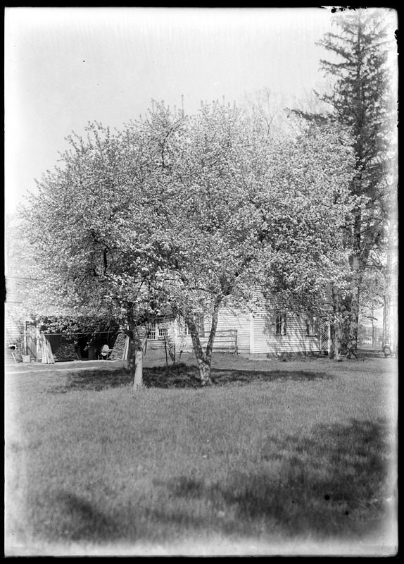 Crab apple trees in bloom, A. E. Emerson