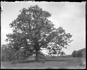 Oak near Brooks Pond