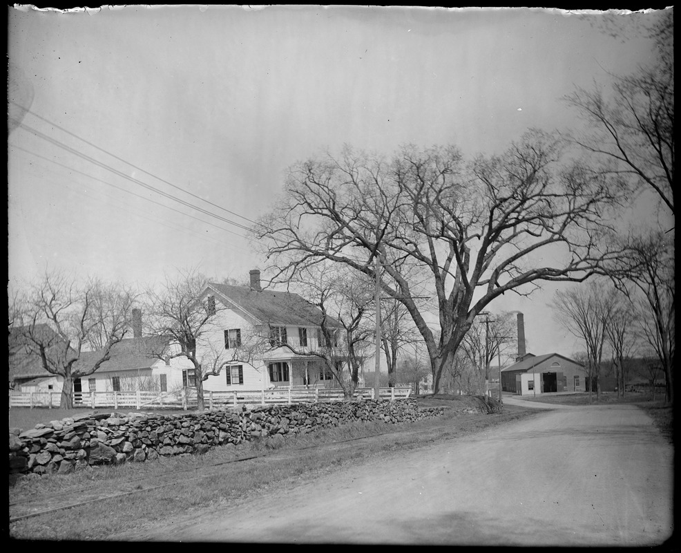 Elm near Power house