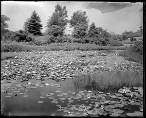 Lilly pond Forest Park