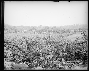 Berry field