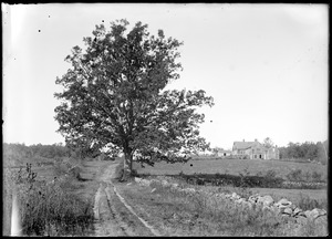Great white oak near Hillsville, Spencer