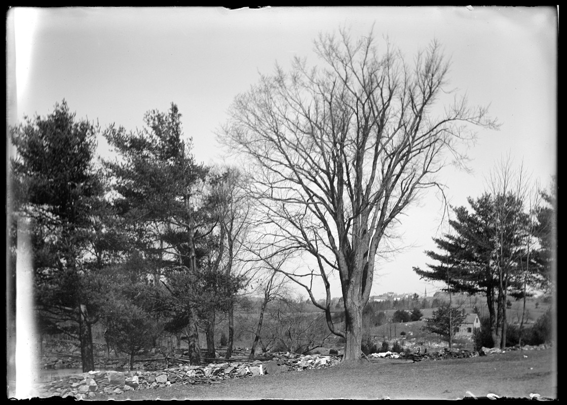 Elm near Wire Village School