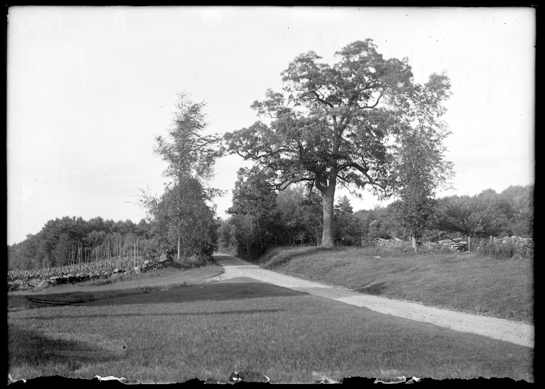 White oak, John Howland near J. L. Howes