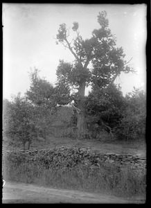 Big chestnut tree, J. Howe