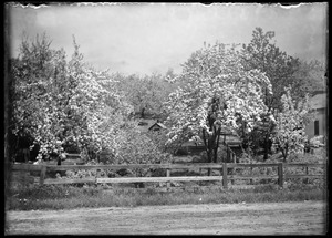 Orchard in bloom, Grove Street